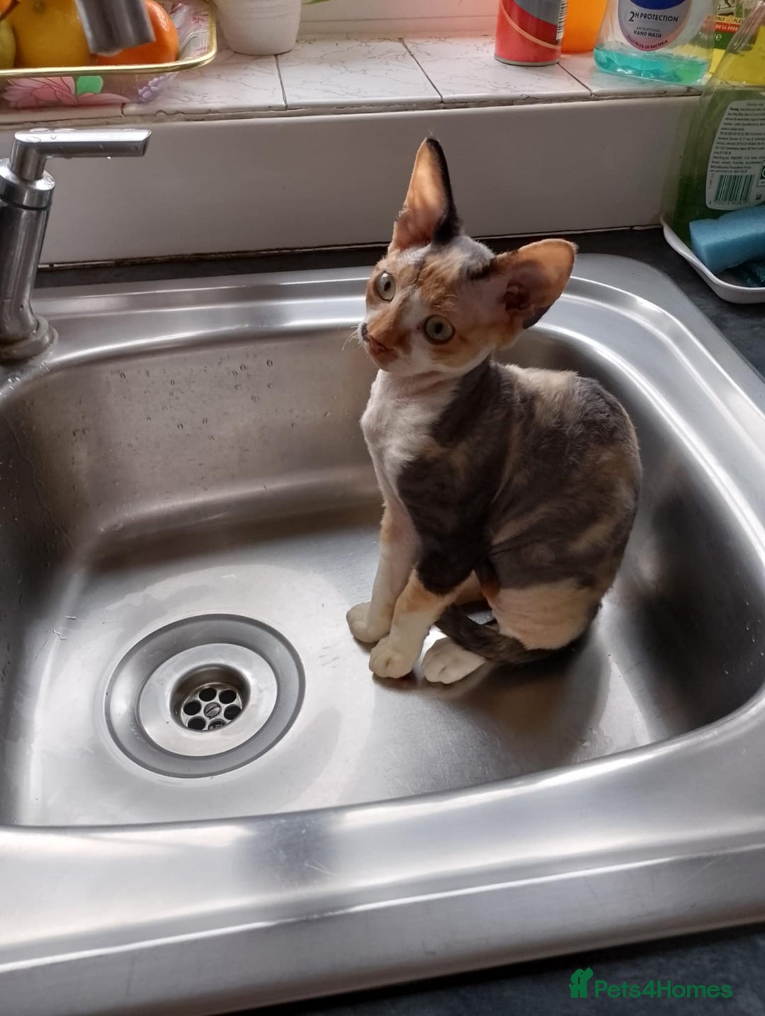 Sphynx cats for sale: 4 female canadian sphynx looking for home - Advert 15