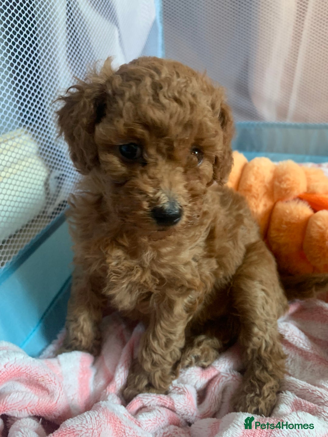 Cavapoo dogs for sale: Toy Cavapoo puppies - Advert 18