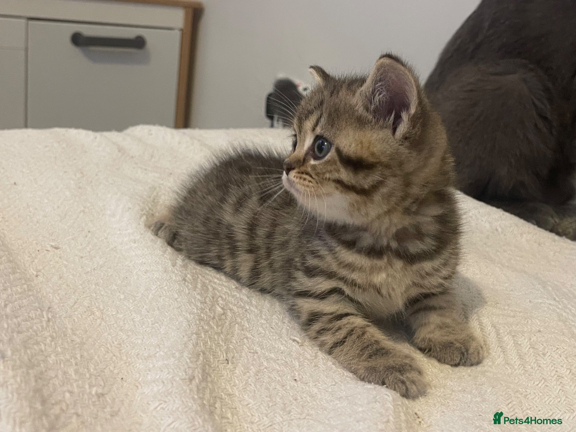 Scottish Fold cats 2 kittens left available  - Advert 14