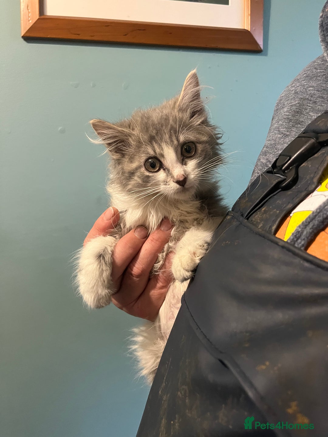 Mixed Breed cats for sale: Long and short haired, litter trained kittens  - Advert 4