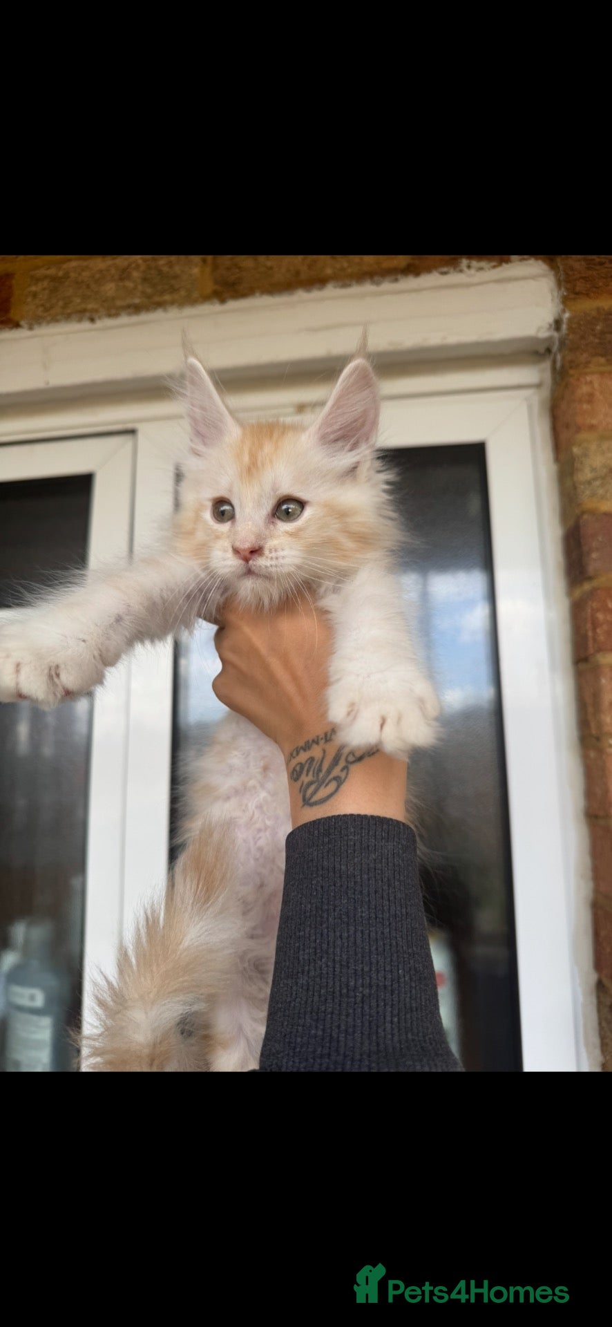 Maine Coon cats Beautiful mainecoon boy - last one remaining  - Advert 1