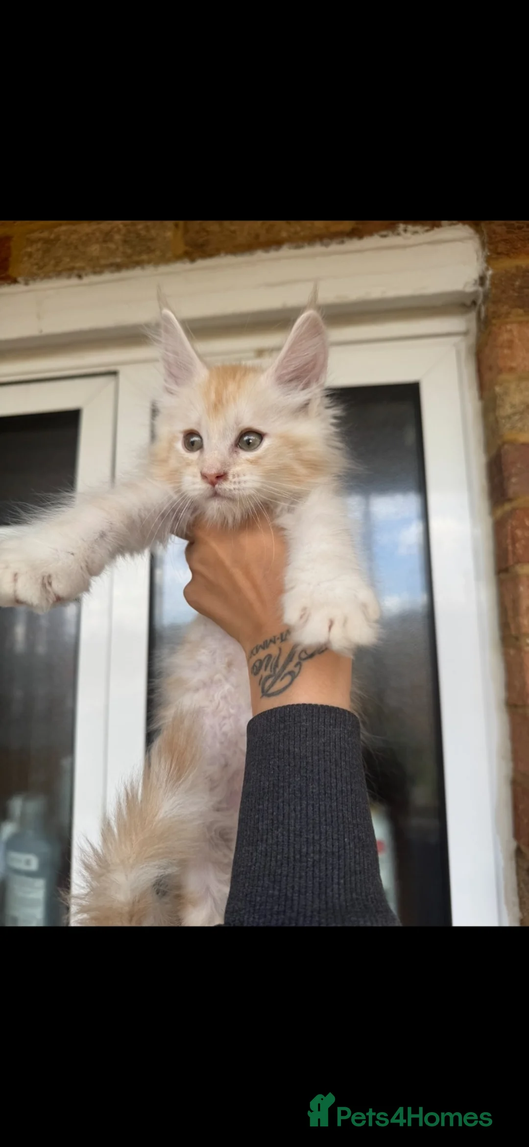 Maine Coon cats for sale: Beautiful mainecoon boy - last one remaining  - Advert 1
