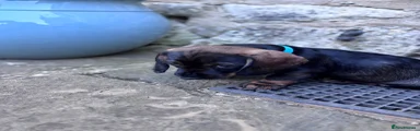Puppy 5