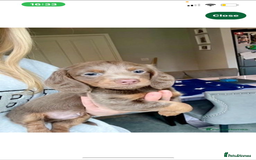 Dachshund dogs for stud:  STUD 💙Miniature dachshund Isabelle long hair - Advert 6