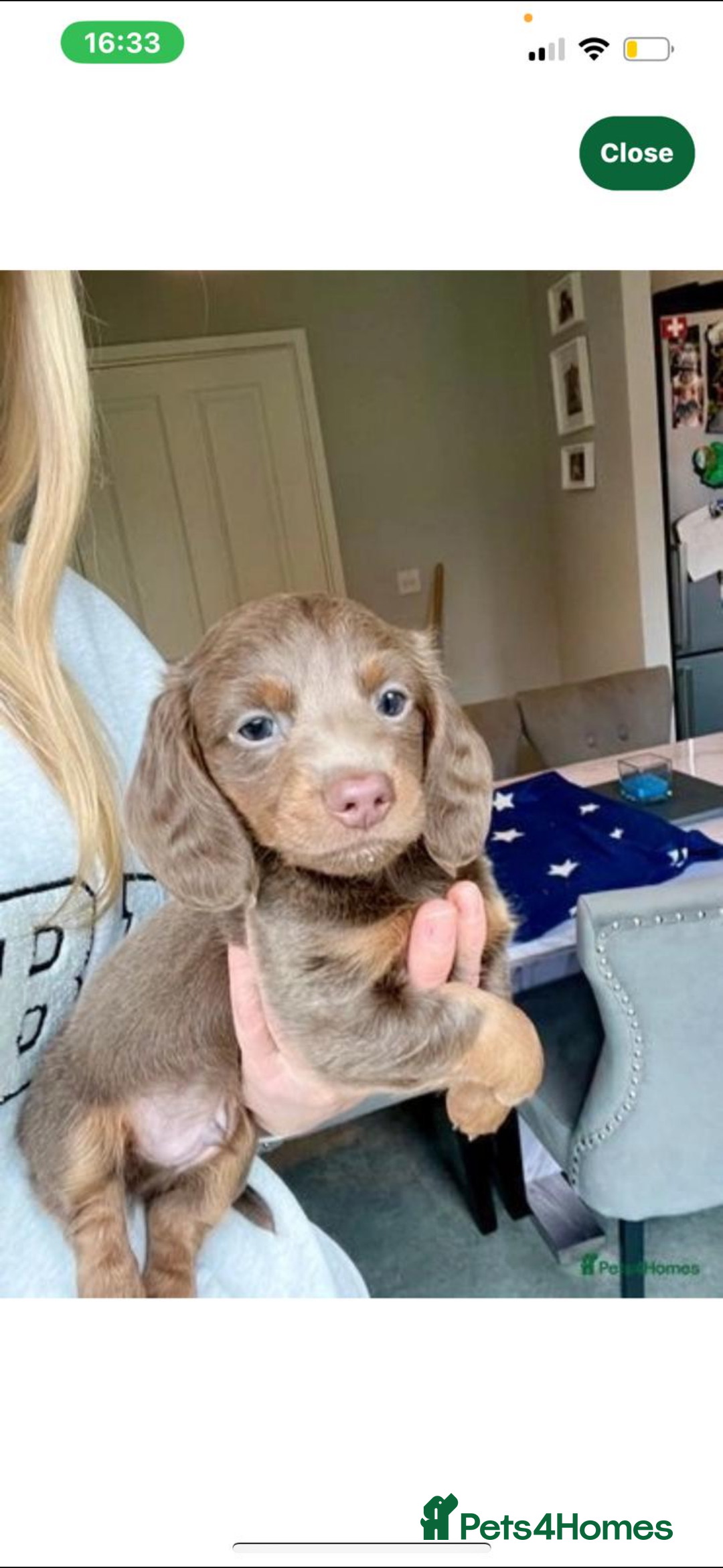 Dachshund dogs for stud:  STUD 💙Miniature dachshund Isabelle long hair - Advert 6