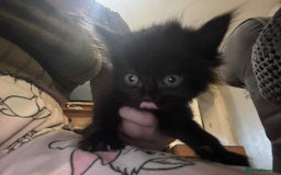 Mixed Breed cats for sale: 5 kitterns  - Image 6