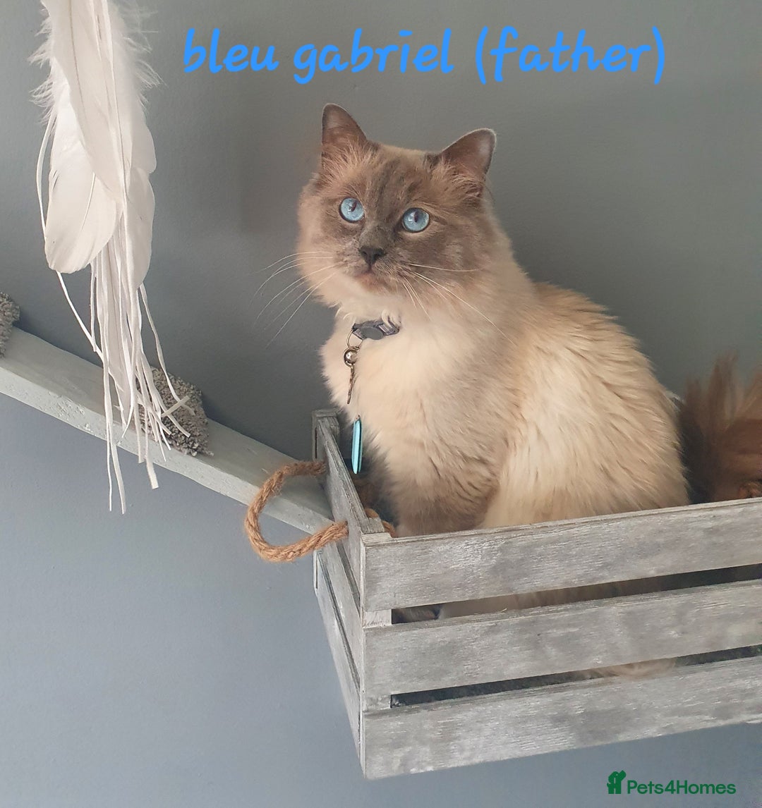 Ragdoll cats for sale: 💕Gccf registered ragdoll chocolate point girl 💕 - Image 8