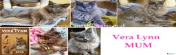 Ragdoll cats for sale: Limited Edition Ragdoll Babies - Advert 3