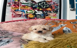 Maltipoo dogs for sale: ❤️XS TOY MALTIPOOS❤️ - Image 14