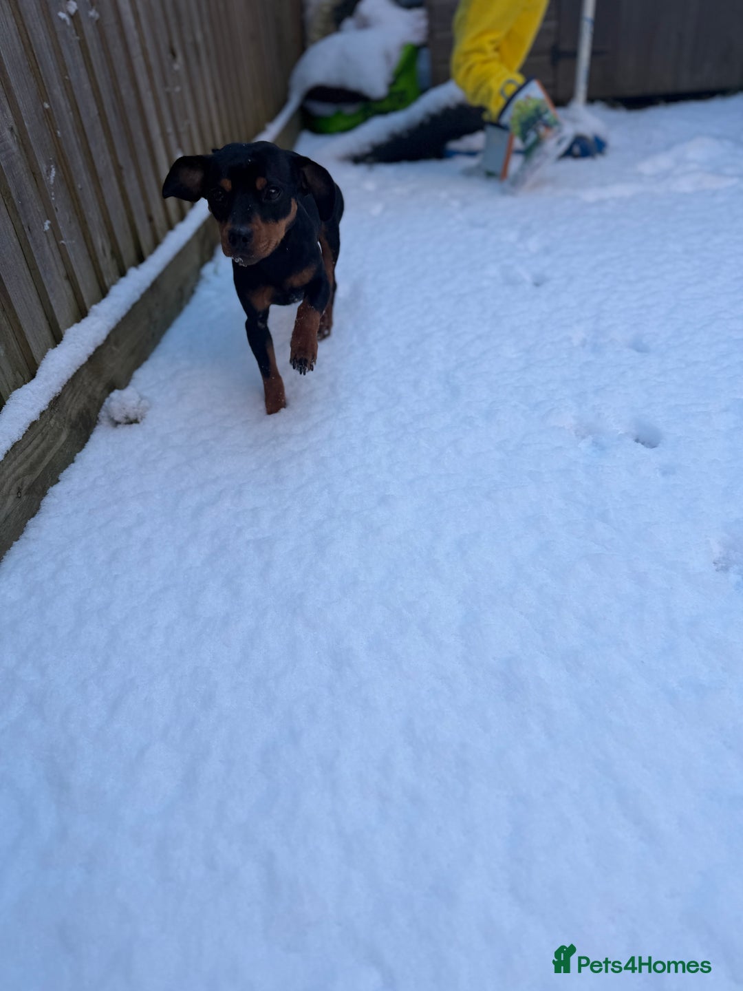 Mixed Breed dogs for sale: Nala 12/01/2024 - Advert 6