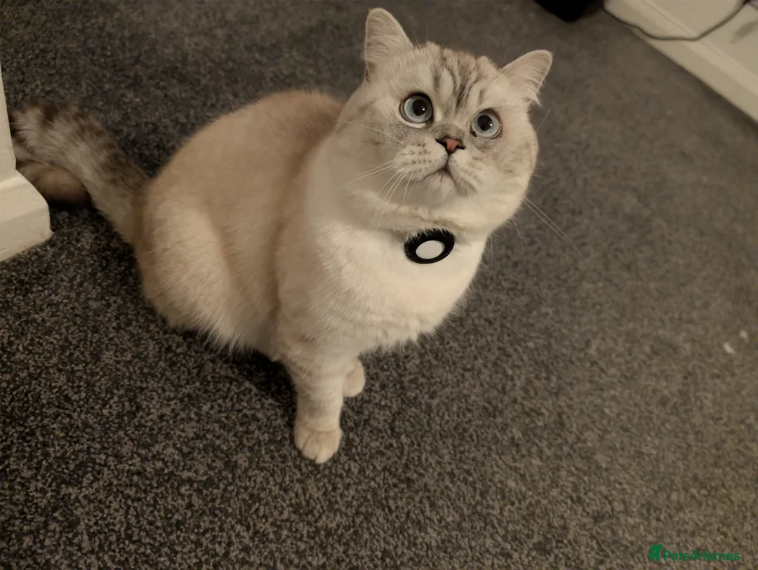 British Shorthair cats for stud: British Shorthair Stud - Advert 4