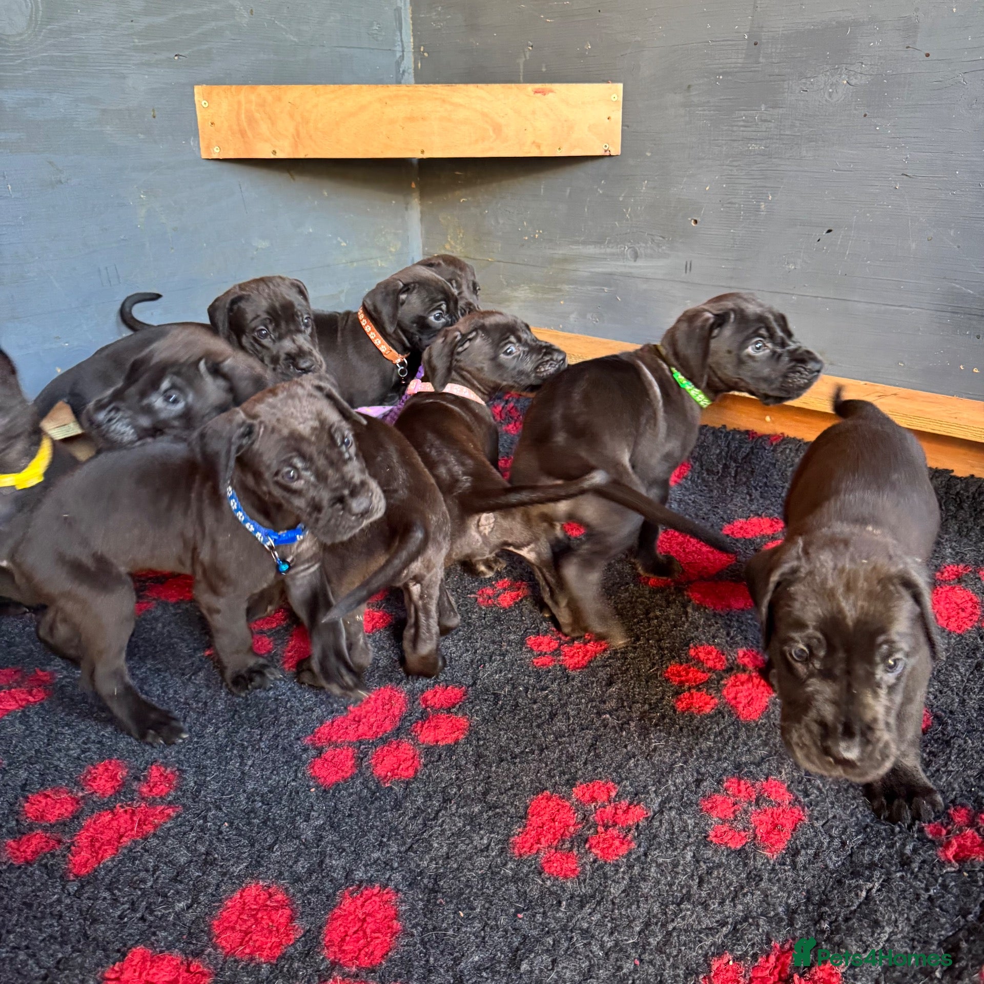 Great Dane dogs Beautiful KC Great Dane puppies  - Advert 8