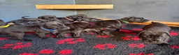 Great Dane dogs for sale: Ready now! Beautiful KC Great Dane puppies  - Advert 20