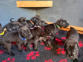 Great Dane dogs Beautiful KC Great Dane puppies - Advert 3