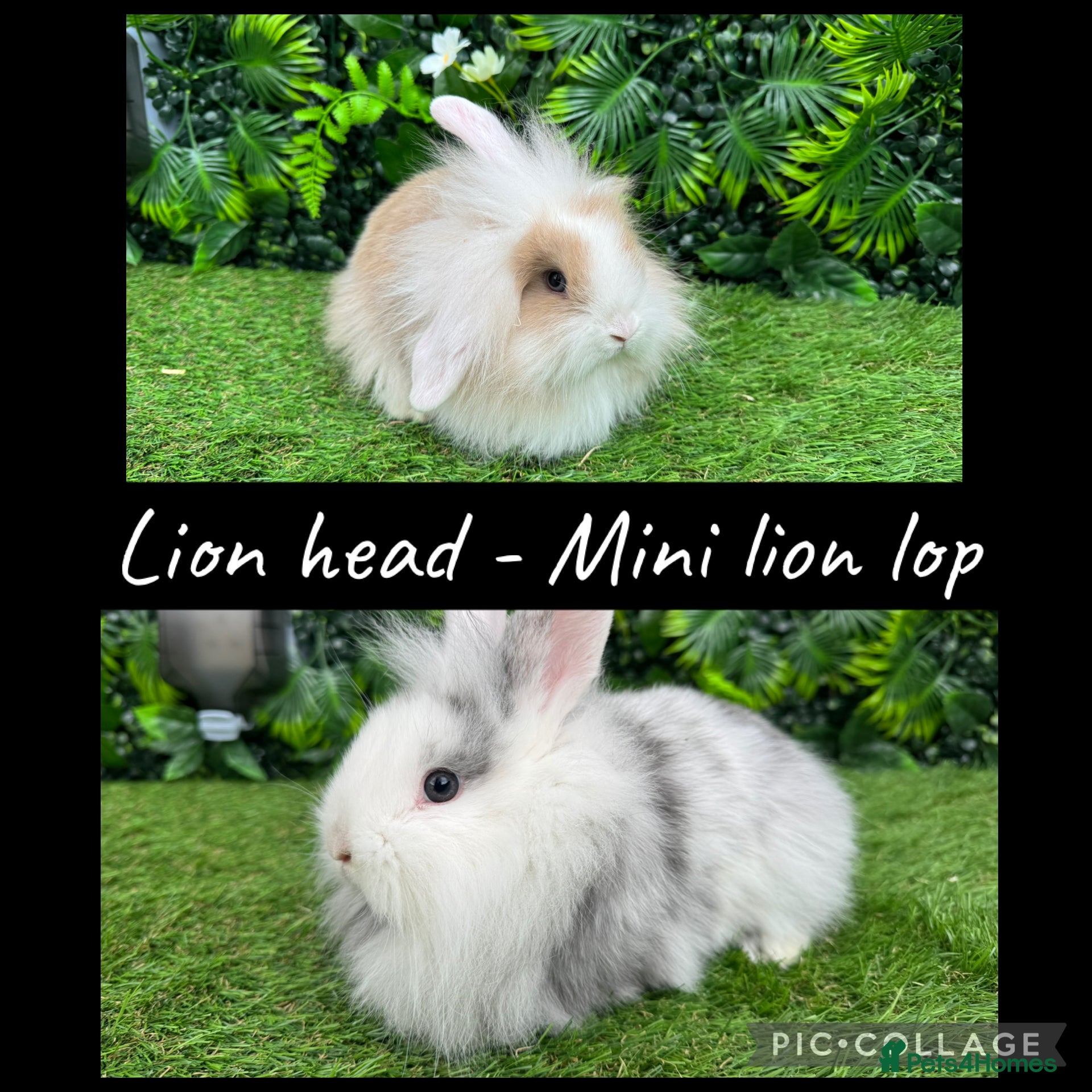 Mini Lop rabbits Last two lion head and mini lion lop babies  - Advert 2