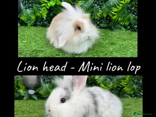 Mini Lop rabbits Last two lion head and mini lion lop babies - Advert 2