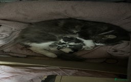 Mixed Breed cats for sale: Fluffy kittens  - Image 11