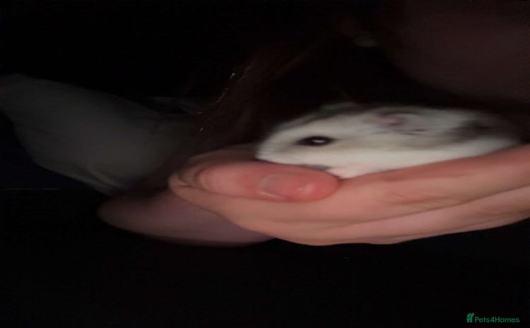 Hamster rodents - Advert 1
