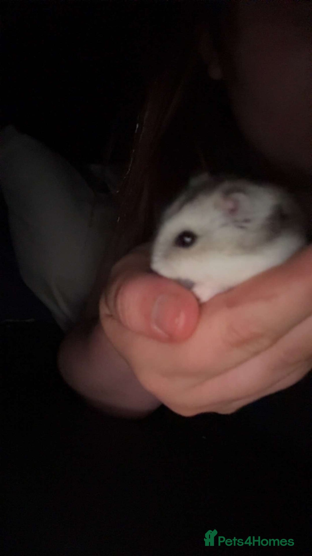 Hamster rodents for sale: Hamster for sale  - Image 1