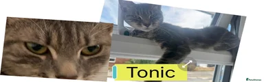 Domestic Shorthair 2 Tonic 