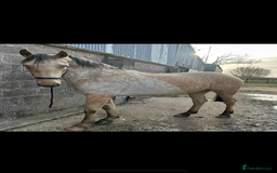 Appaloosa horses for sale: Gilly - Image 3