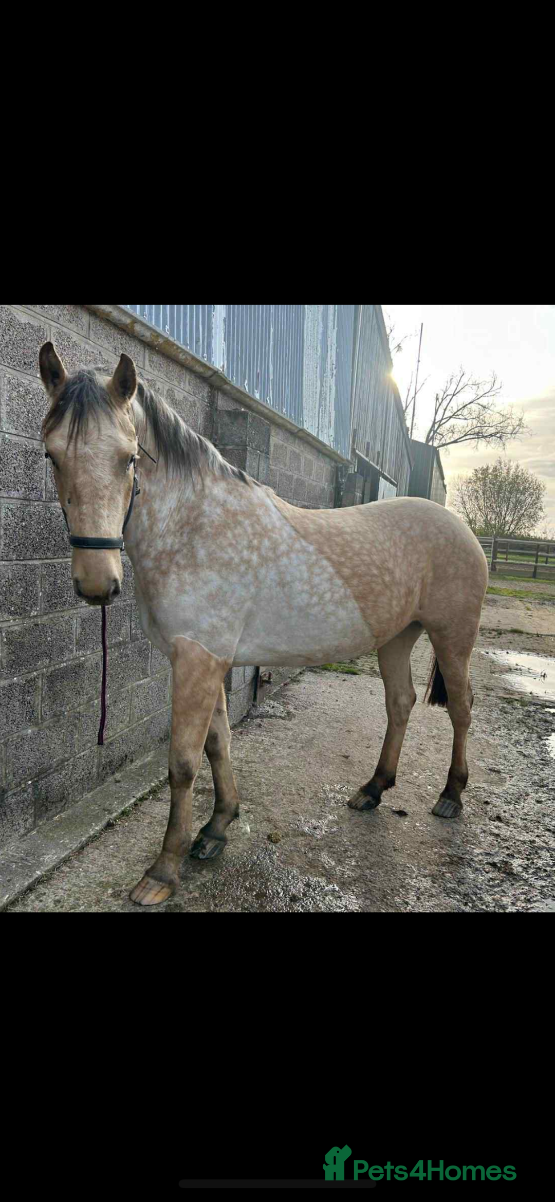 Appaloosa horses for sale: Gilly - Image 3