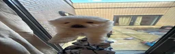 Bichon Frise dogs for sale: Puppies for sell  - Advert 3