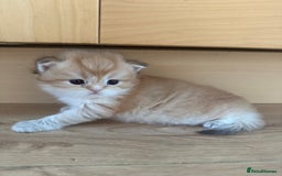 British Shorthair cats for sale: GCCF reg BSH & LH Chocolate & Black Golden Kittens - Image 20