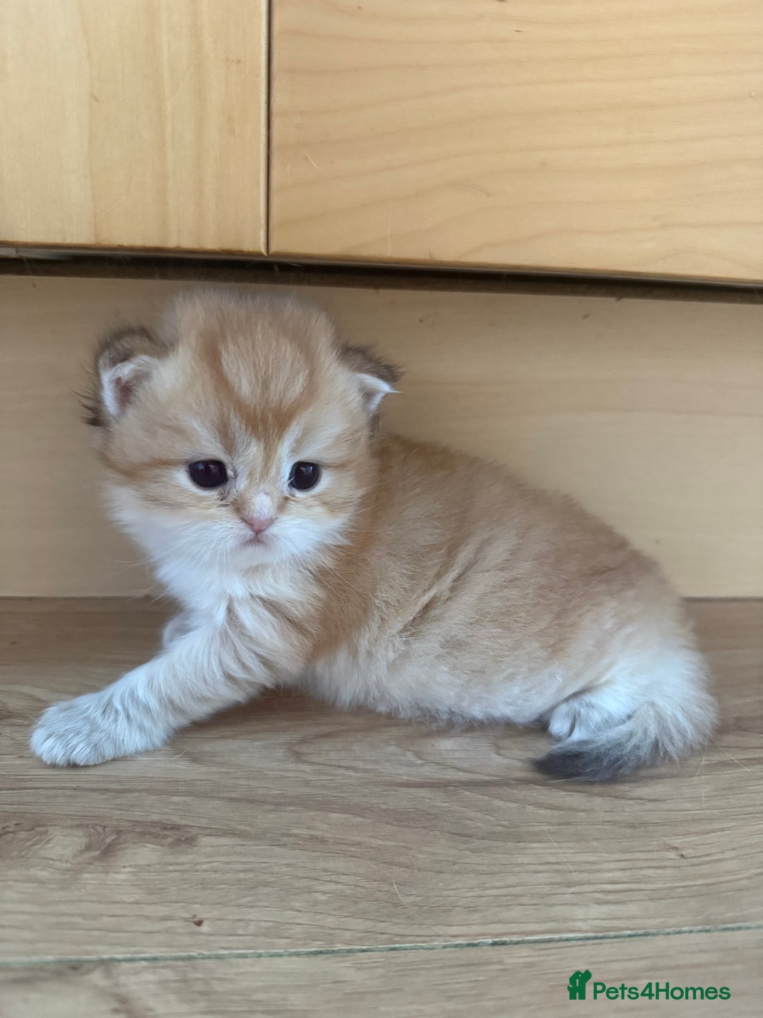 British Shorthair cats for sale: GCCF reg BSH & LH Chocolate & Black Golden Kittens - Image 20