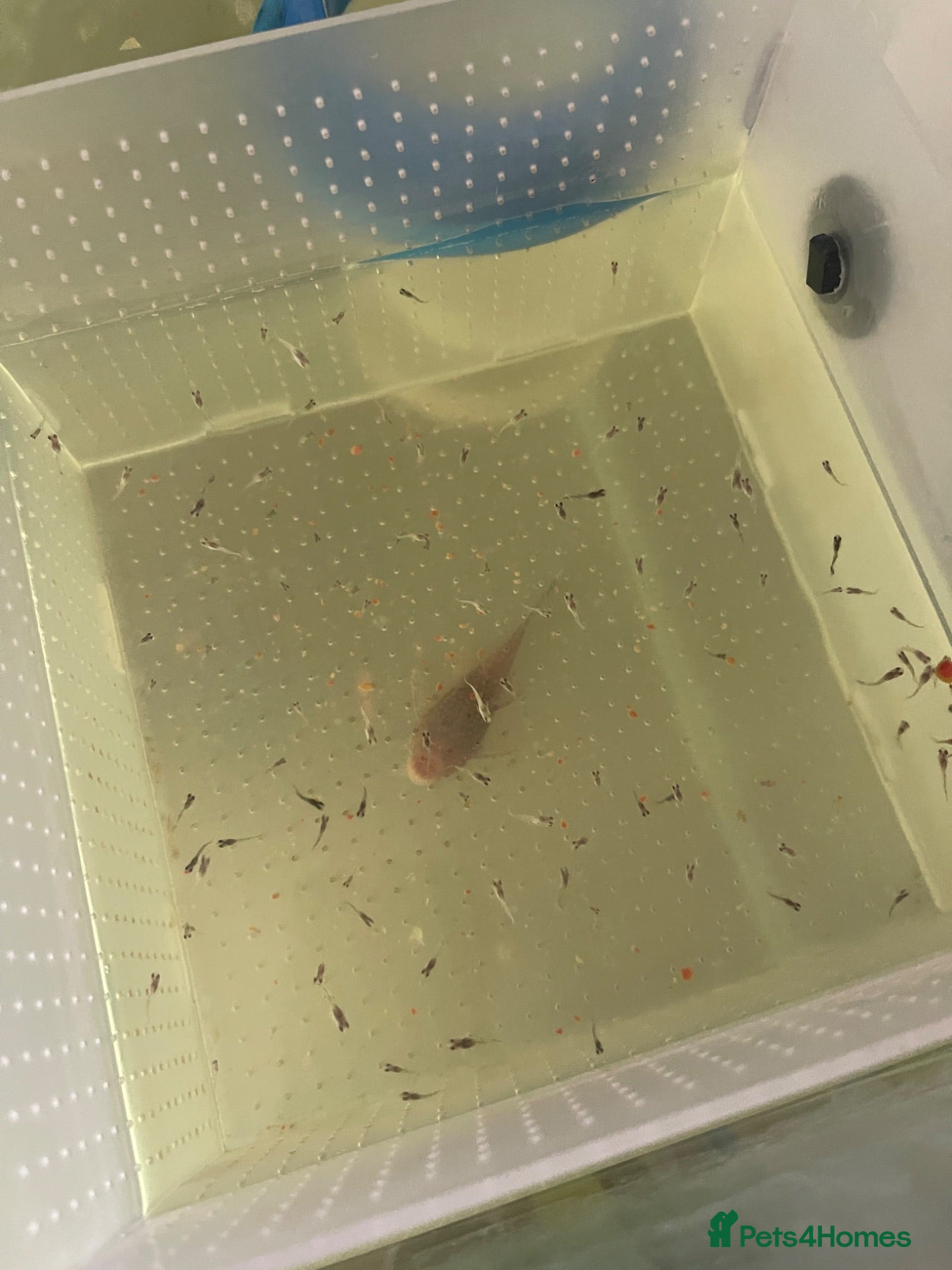 Plecos fish Guppy fry  - Advert 1
