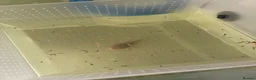 Plecos fish for sale: Guppy fry  in Macclesfield - Advert 1