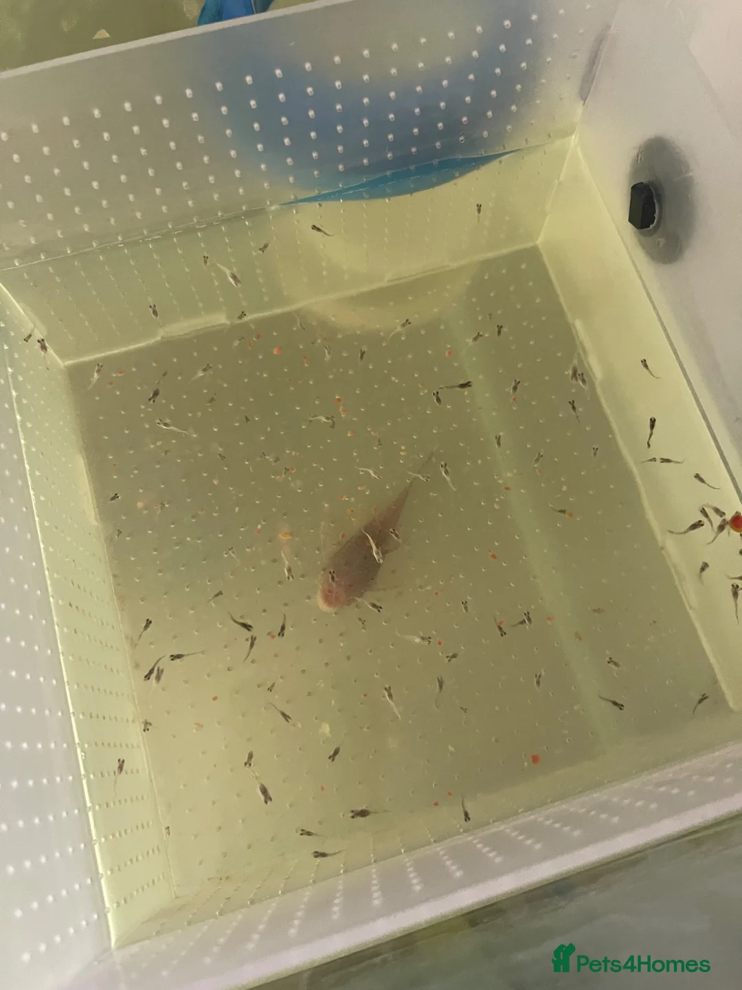 Plecos fish for sale: Guppy fry  in Macclesfield - Advert 1