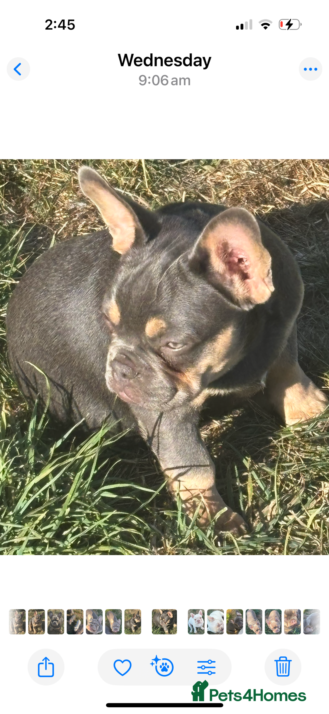French Bulldog dogs for sale: French Bulldog Puppies, pink and fluffy carriers - Image 31
