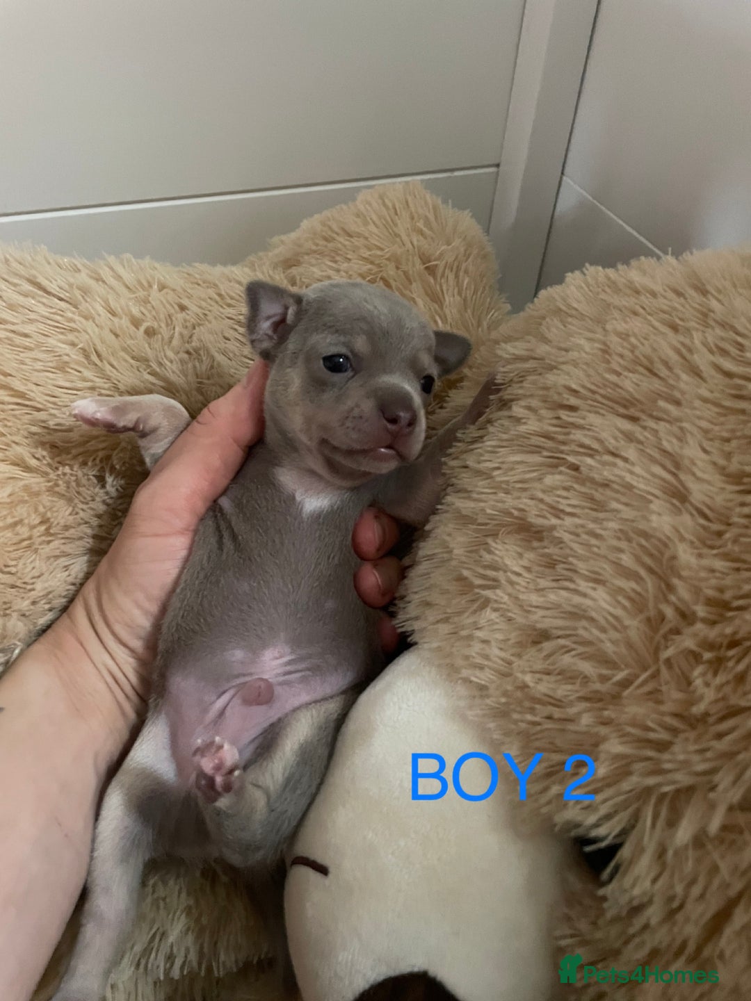 Chihuahua dogs for sale: Beautiful Merle Chihuahua Puppies  - Advert 10