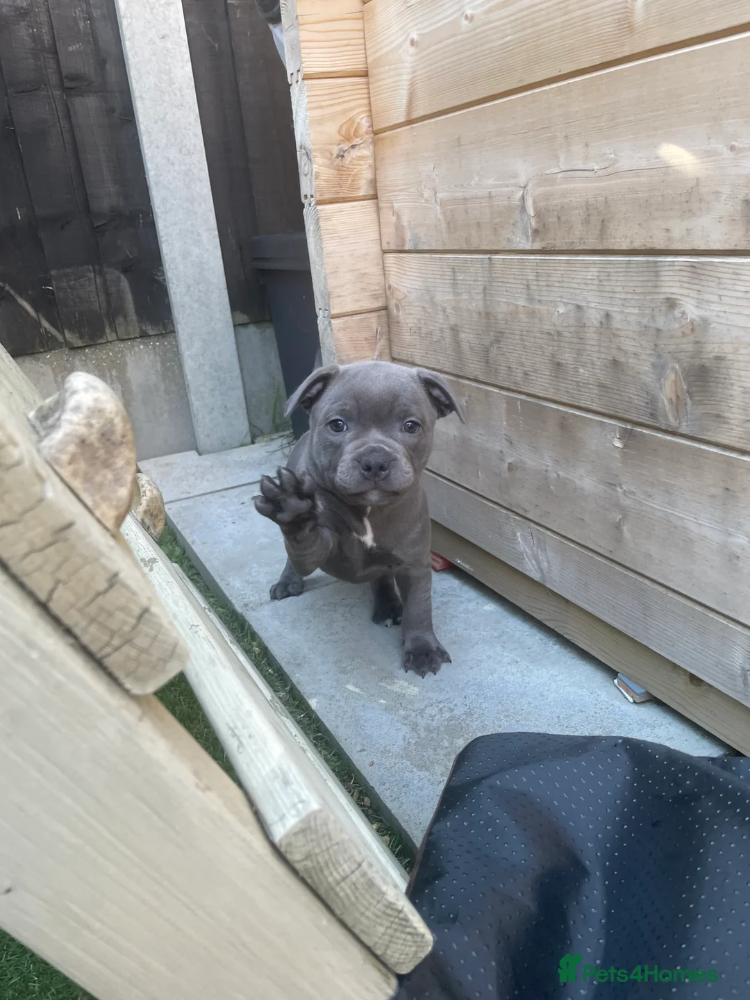 Staffordshire Bull Terrier dogs for stud: 📣THE 🔝 PRODUCING BLACK BLUE GENE CHAMPION IN UK  in Faversham - Advert 8