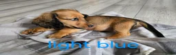 Dachshund dogs for sale: Miniature dachshunds  - Advert 8