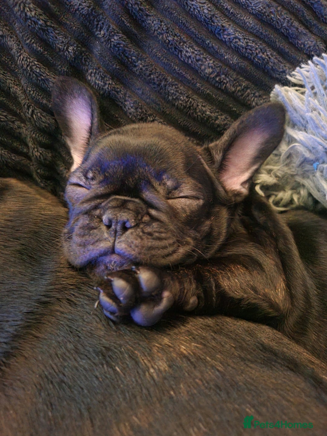 French Bulldog dogs for sale: French Bulldog Puppy - Advert 13