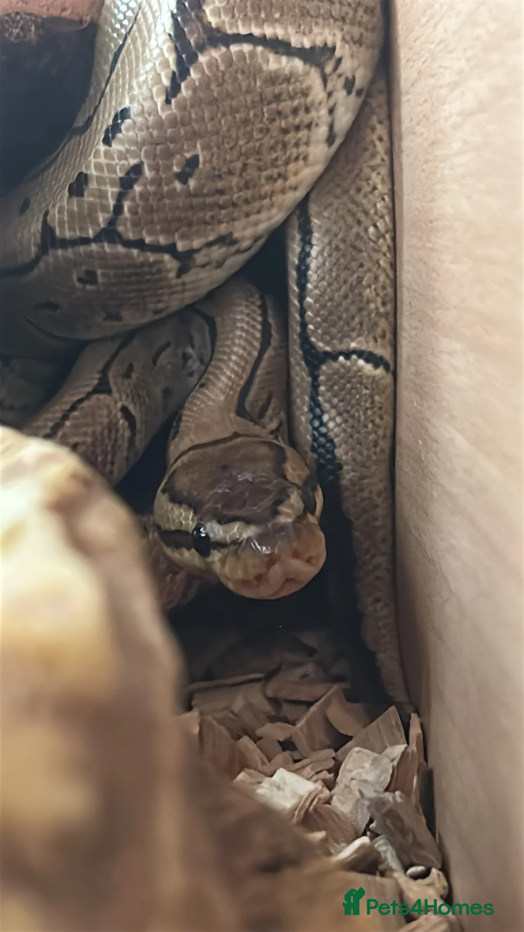 Python Snake reptiles for sale: Male pinstripe ball python  in Ebbw Vale - Advert 2