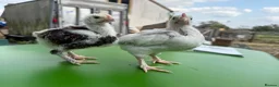 Chickens poultry for sale: Unsexed favorolle and leghorn x chicks. - Advert 3