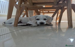 Beagle dogs for sale: Lenny the Lemon Beagle  - Image 13
