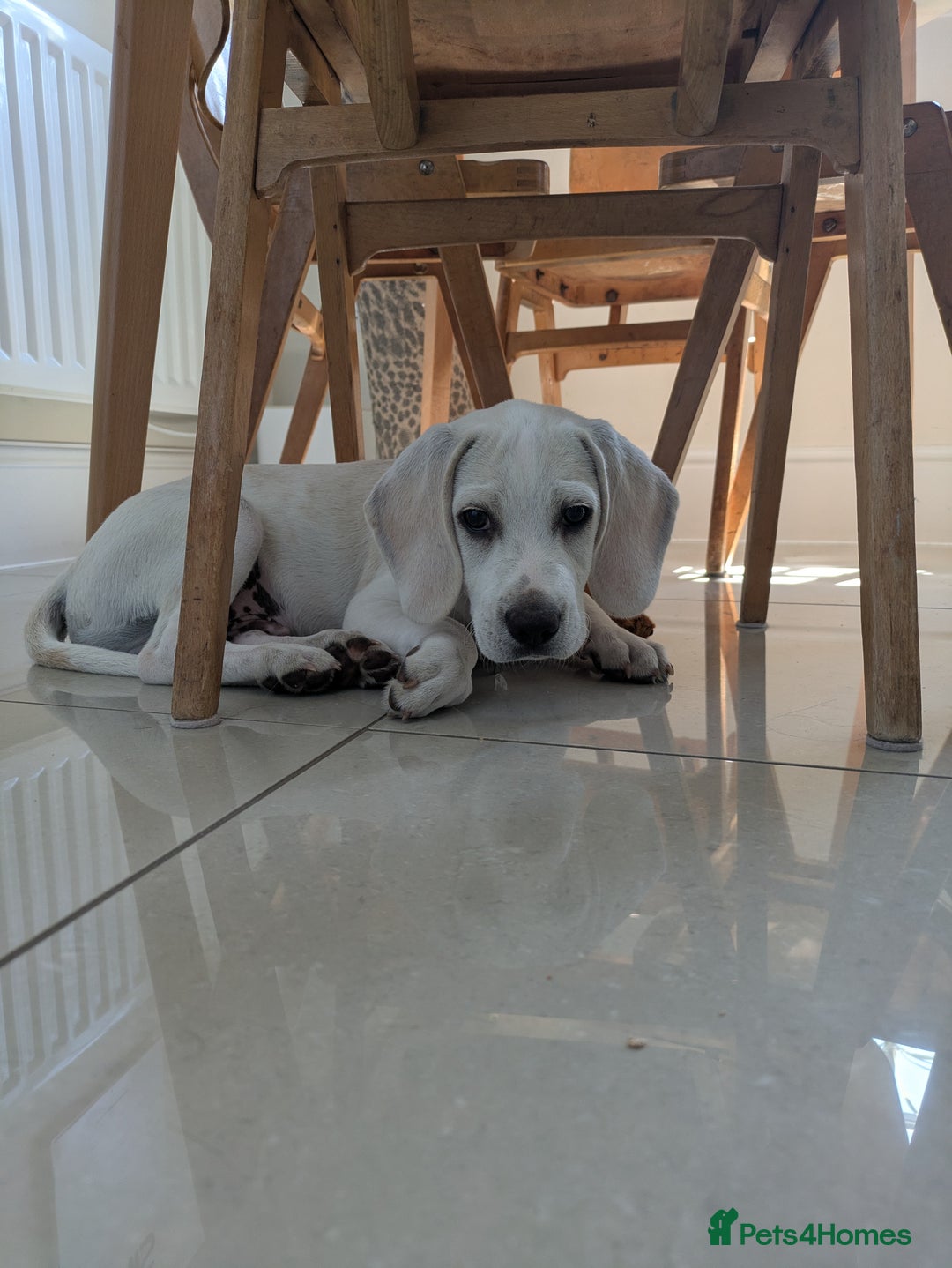 Beagle dogs for sale: Lenny the Lemon Beagle  - Image 13