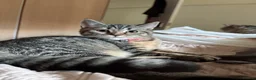 British Shorthair cats for sale: British shorthair tabby chocolate  - Advert 6