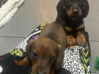 Dachshund dogs Two amazing miniature Dachund boys - Advert 18