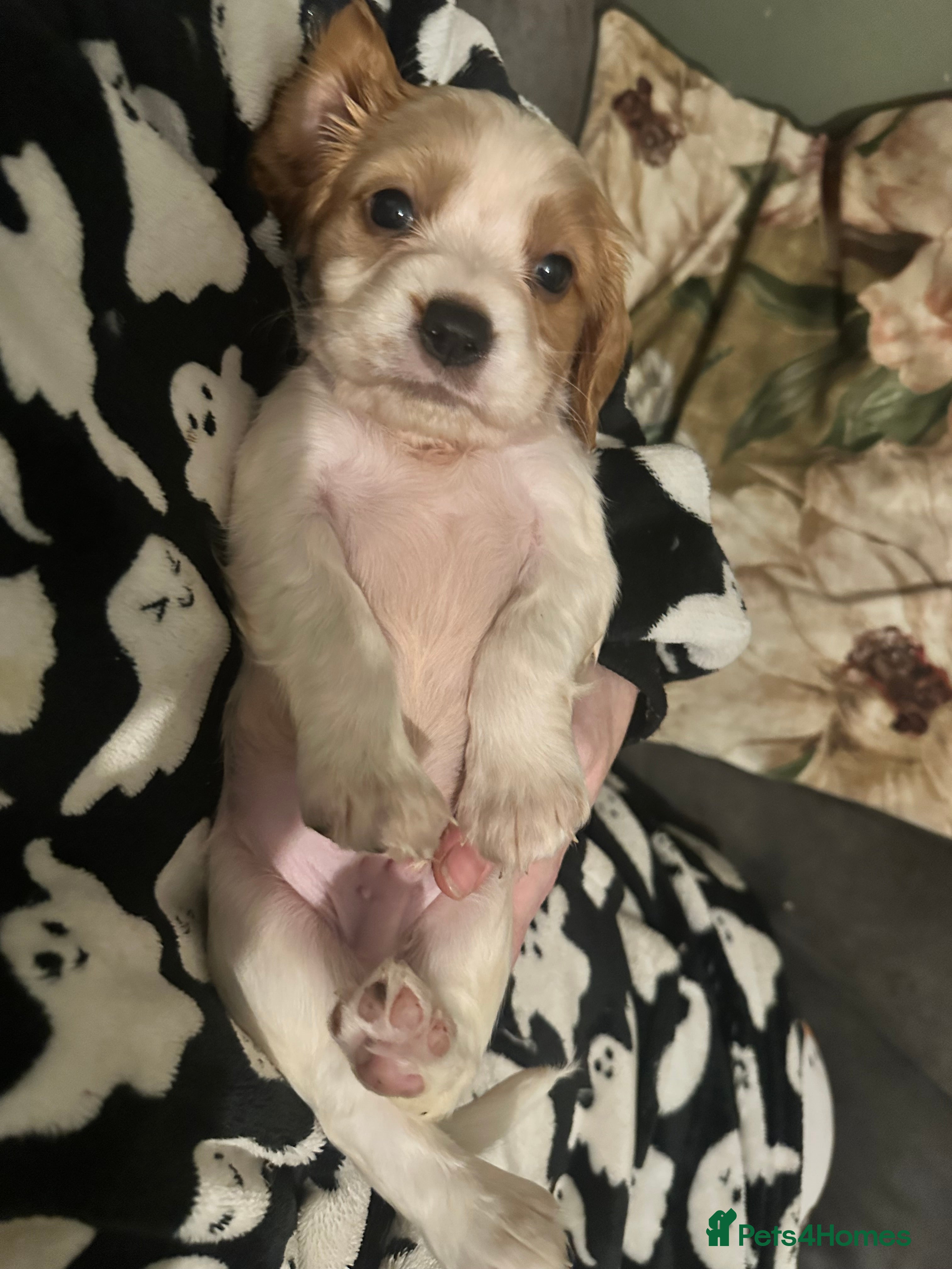 Cockalier dogs Cavalier x cocker spaniel ( Cockalier ) last boy  - Advert 13