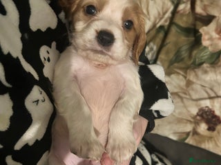 Cockalier dogs Cavalier x cocker spaniel ( Cockalier ) last boy - Advert 13
