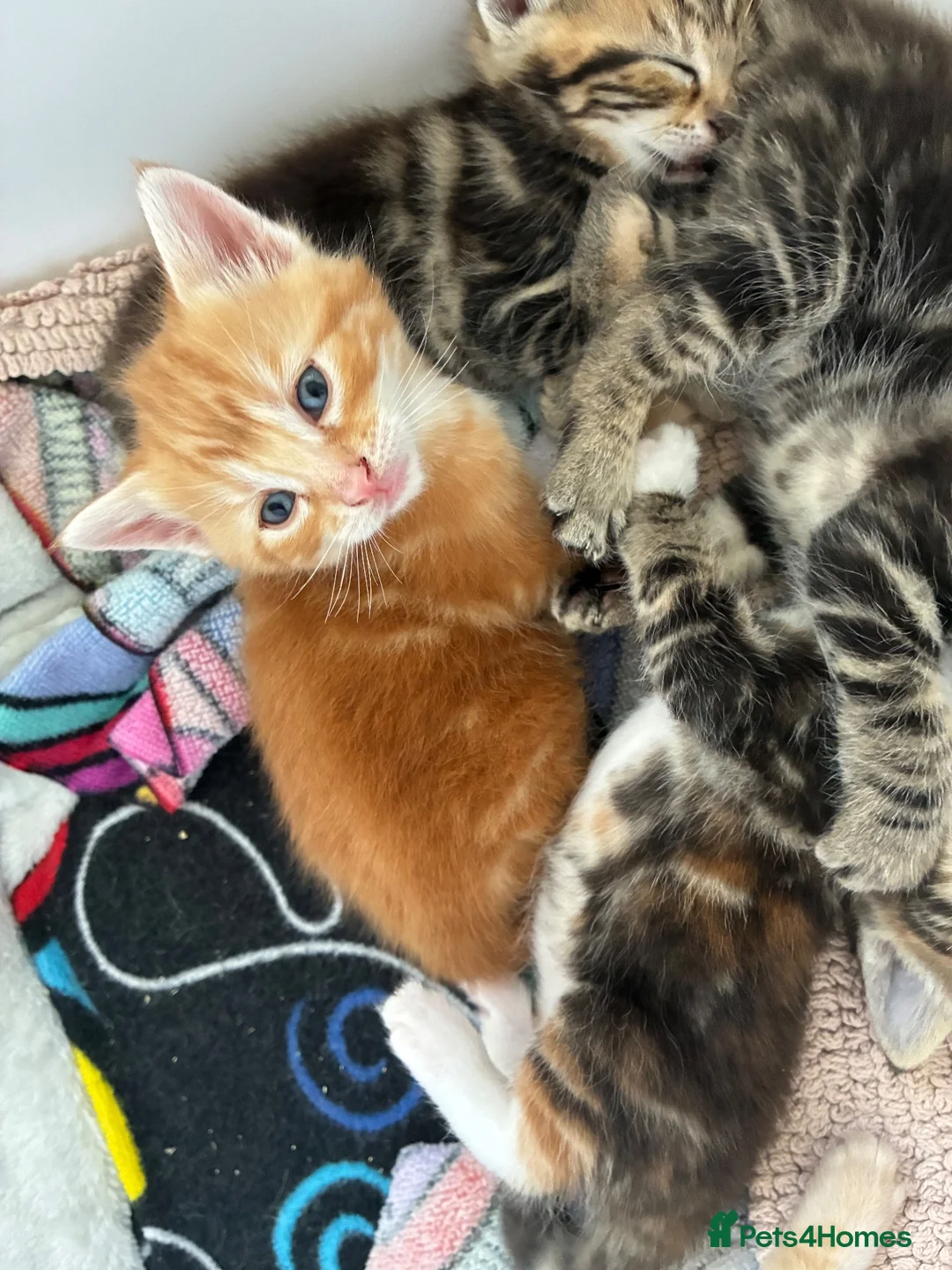 Mixed Breed cats for sale: 2 males left for a new home in Bodmin - Advert 2