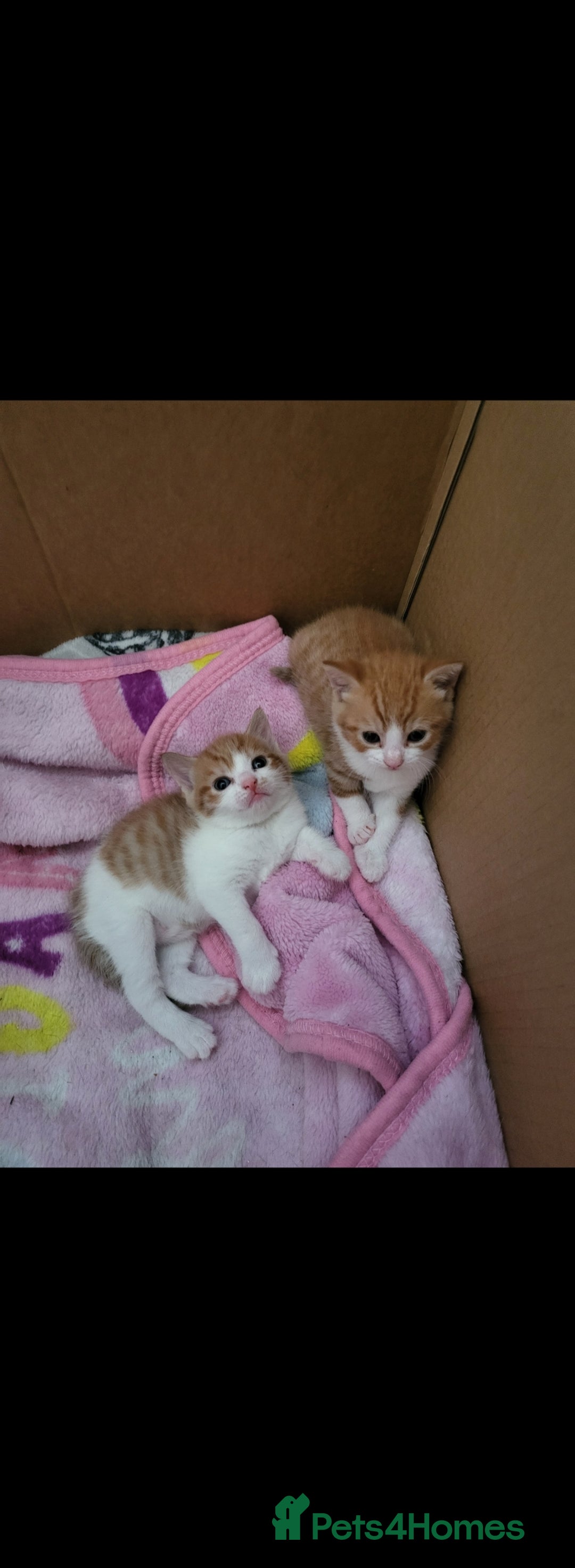 Mixed Breed cats for sale: 5 beautiful kittens - Image 5
