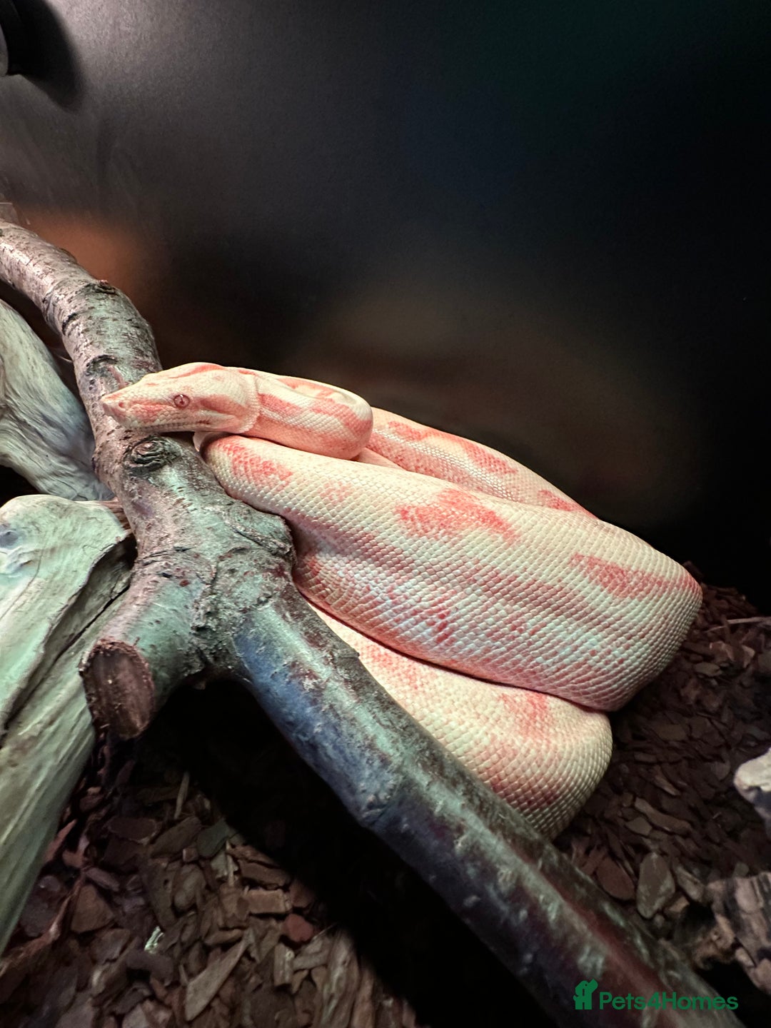 Boa Snake reptiles for sale: Male Khal Hypo blood + Viv and Accessories  - Advert 2