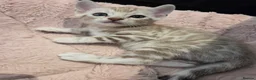 Bengal cats for sale: Pure Bengals Stunning Colour-ready for rezervation - Advert 14