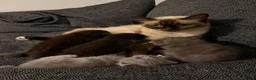 Ragdoll cats for sale: Ragdoll/scottish fold - Advert 12